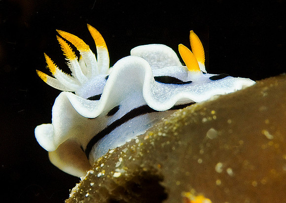 Nudibranch 0007