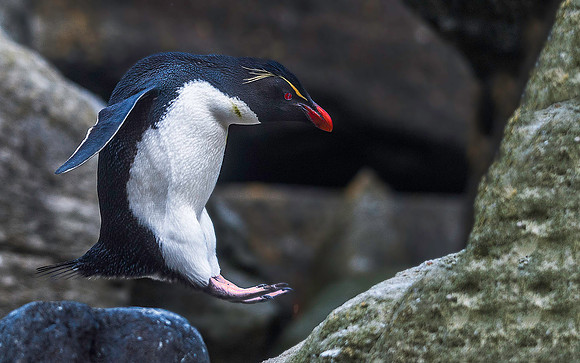Rockhopper Penguin, South Harbour, New Island 8893
