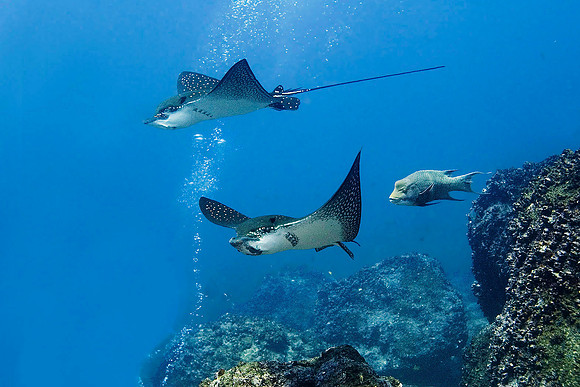 Spotted Eagle Rays 5003