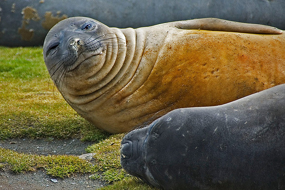 Southern Elephant Seals 1802