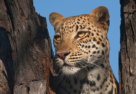 Leopard - Botswana