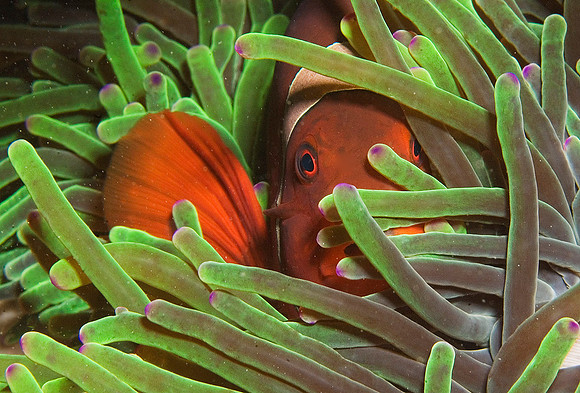Anemonefish 1912