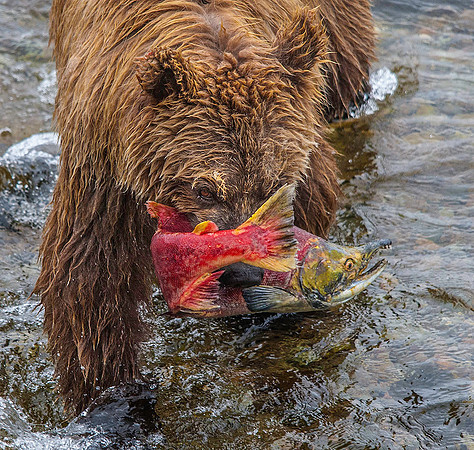Brown Bear with newly caught Sockeye Salmon, Katmai 6117