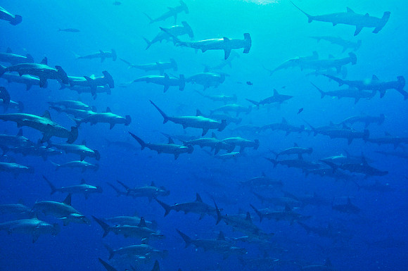 Scalloped Hammerhead Sharks 4241