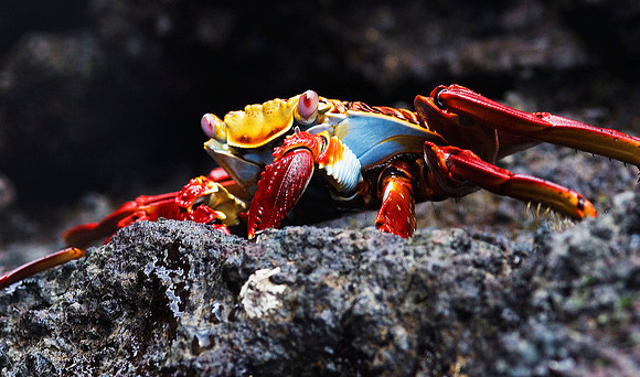 Sally Lightfoot Crab