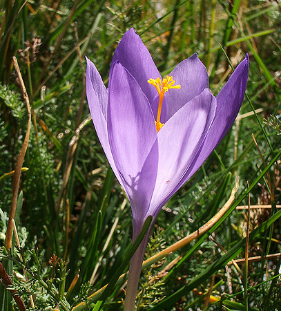 Crocus, Pyrenees 0760