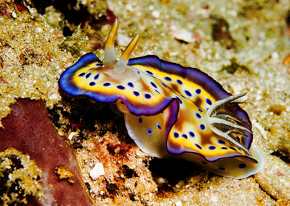 Nudibranch 0094