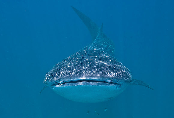 Whale Shark 0023