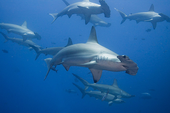 Scalloped Hammerhead Sharks 4615