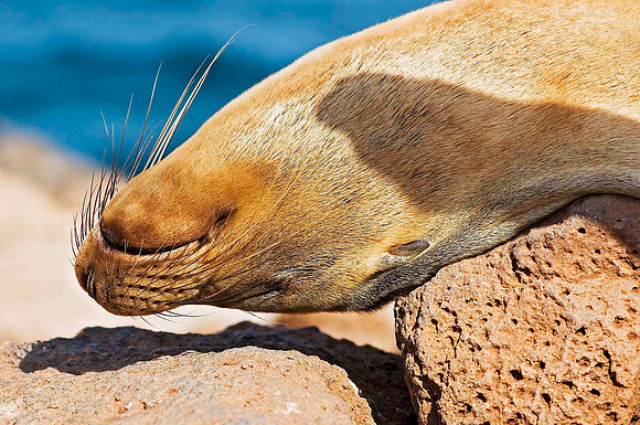 Galápagos Sea Lion