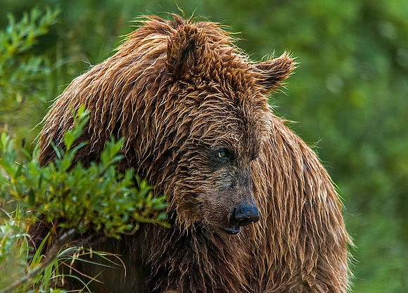 Brown Bear, Katmai 6133