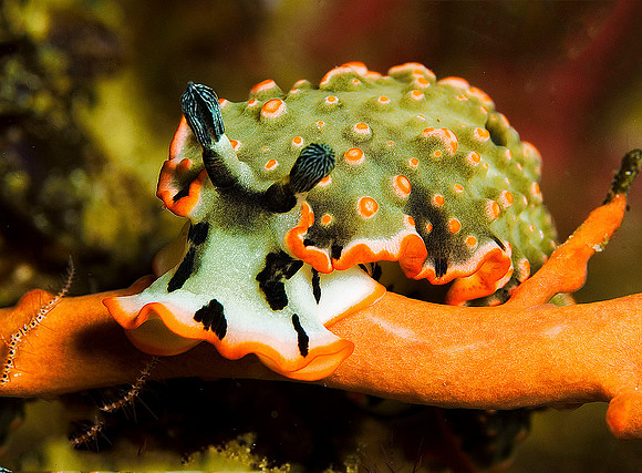 Nudibranch 0104