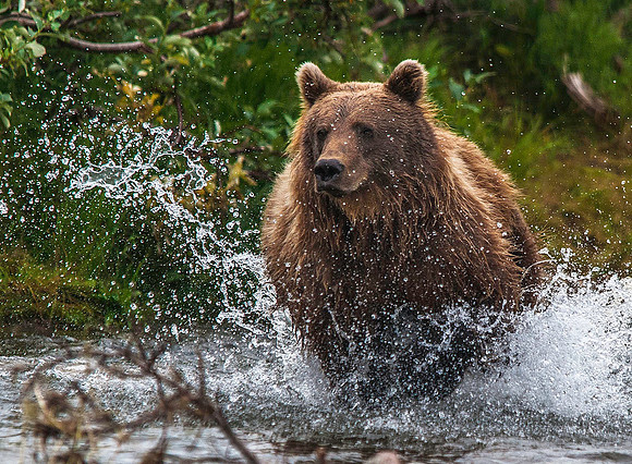 Brown Bear hunting Sockeye Salmon, Katmai 6211