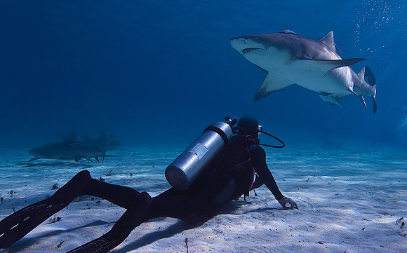 Lemon Shark 0511