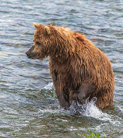 Brown Bear hunting Sockeye Salmon, Katmai 6088