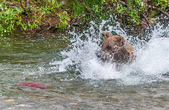 Brown Bear hunting Sockeye Salmon, Katmai 5928