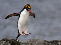 Macaroni Penguin, Hercules Bay 9662