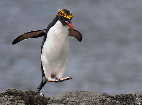 Macaroni Penguin, Hercules Bay 9662