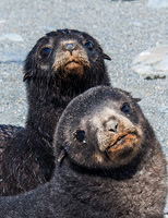 Antarctic Fur Seal Pups, Salisbury Plain 9349