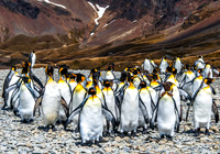 King Penguins, Fortuna Bay 9536