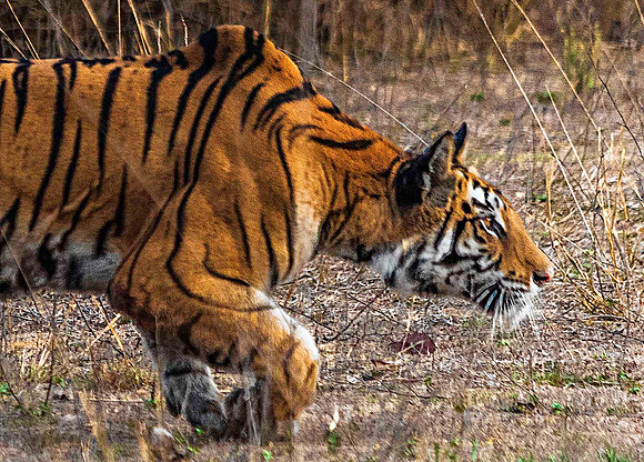Bengal Tiger stalking Spotted Deer 8605