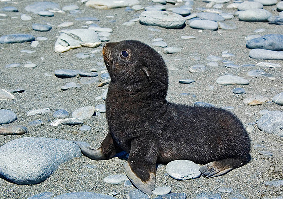 Southern Fur Seal pup 2026