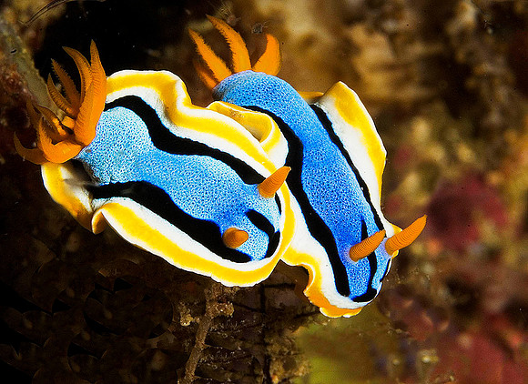 Nudibranch 1819
