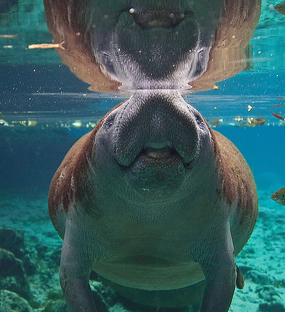 Manatee 0842