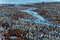 King Penguin Colony, St. Andrews Bay 9856