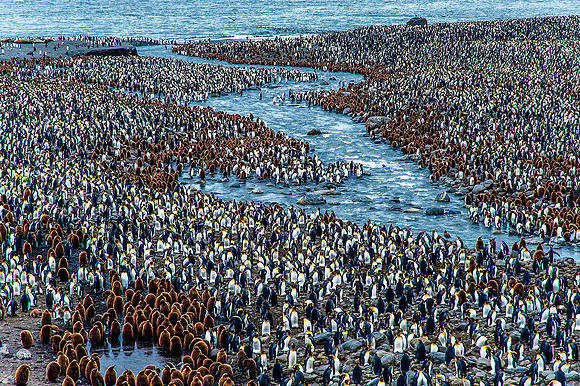 King Penguin Colony, St. Andrews Bay 9856