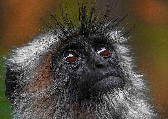 Gray Langur Monkey 8345m