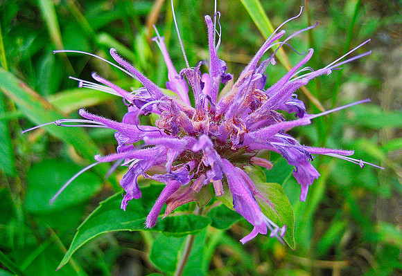 Flower, Glacier National Park 4338