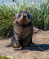 Antarctic Fur Seal Pup, Salisbury Plain 9356