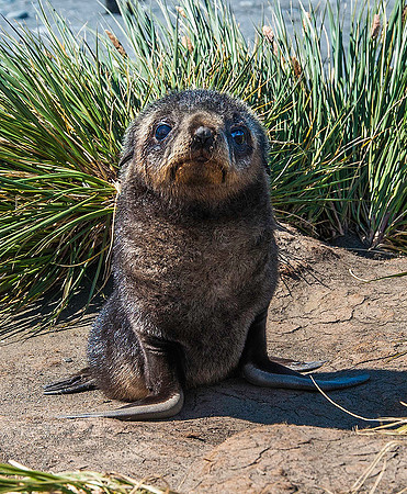 Antarctic Fur Seal Pup, Salisbury Plain 9356
