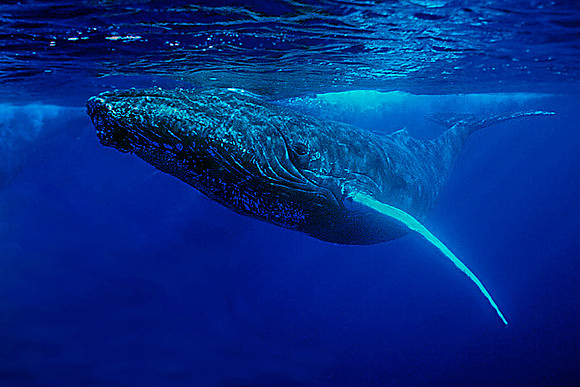 Humpback Whale, Maui, Hawaii