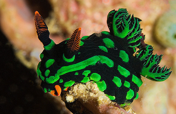 Nudibranch 1523