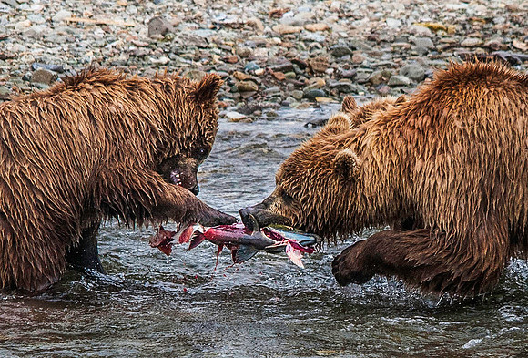 Brown Bear Cubs & Mom, feasting on Sockeye Salmon, Katmai 6103