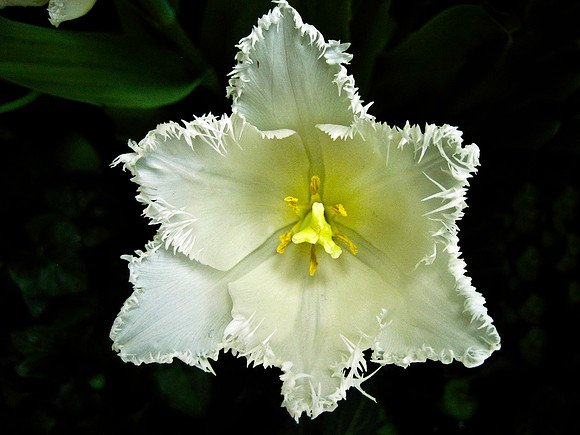 Las Vegas - Flower 1534