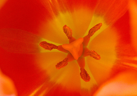 Las Vegas - Flower 1520