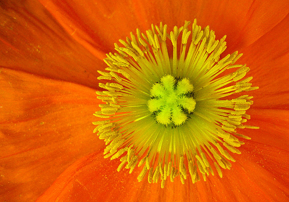 Las Vegas - Flower 1518