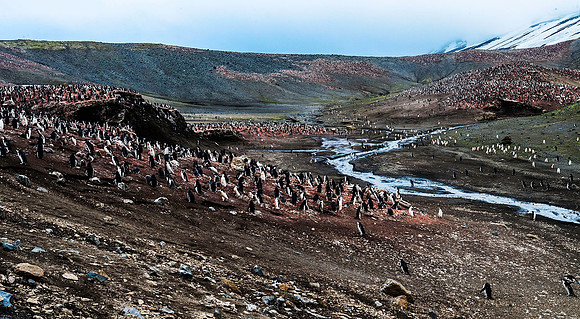 Chinstrap Penguin Colony, Bailey Head, Deception Island 2167