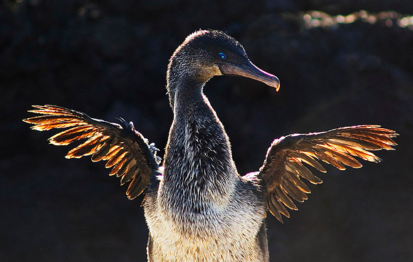 Flightless Cormorant 5306