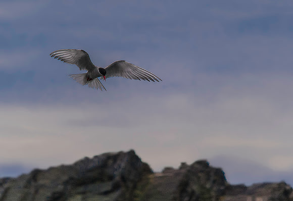 Antarctic Tern, St. Andrews Bay 9696