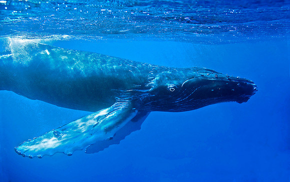 Humpback Whale 3559