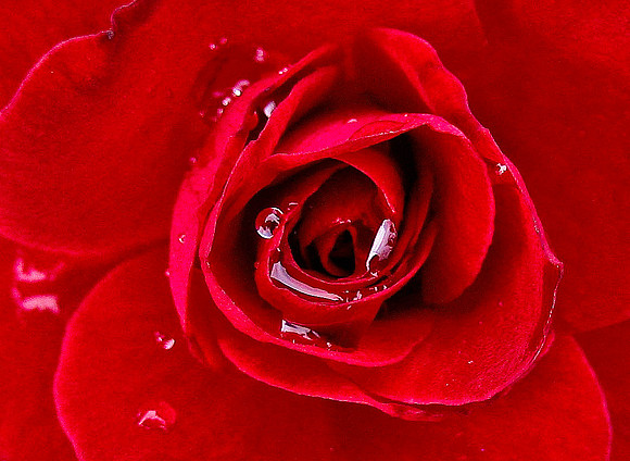 Portland, OR - Rose 1889