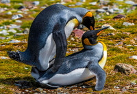 King Penguins mating, Fortuna Bay 9480
