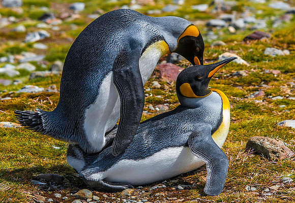 King Penguins mating, Fortuna Bay 9480