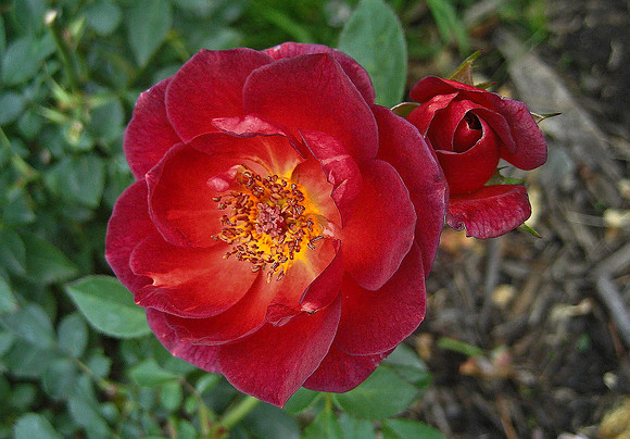 Portland, OR - Rose1903