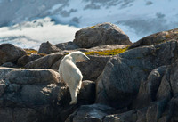 Polar Bear 9736