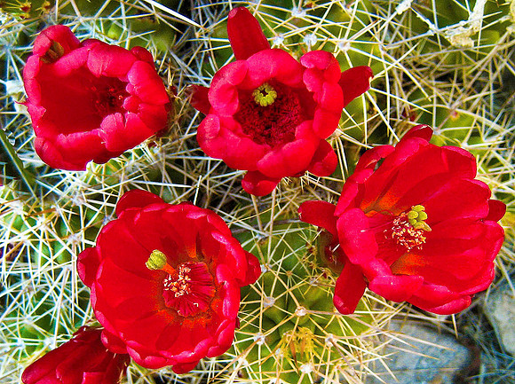 San Rafael Swell, Southern Utah - Cactus Flower 1220